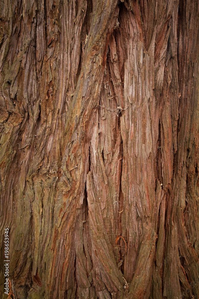 red wood, new zeland red wood, new zeland