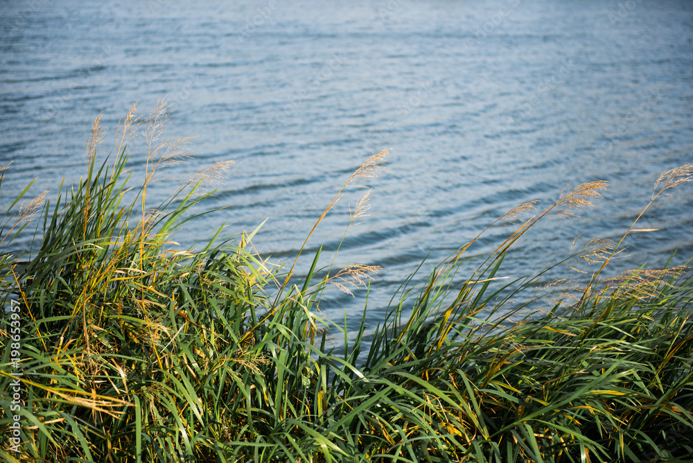 Nature  background with coastal reed and shining lake water