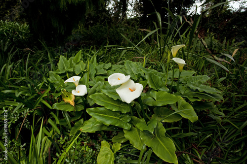 Calla lily, New Zeland photo