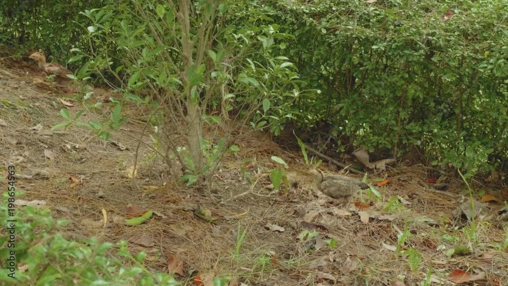 Chicken walk and feed in bushes of Pattaya city park Chicken walk and feed in bushes of Pattaya city park