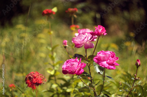Garden roses in summer