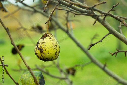 A pear hanging from a branch