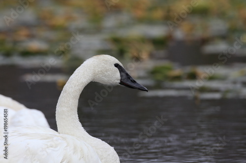 trumpeter swan(Cygnus buccinator)  swimming in Teton NP USA photo