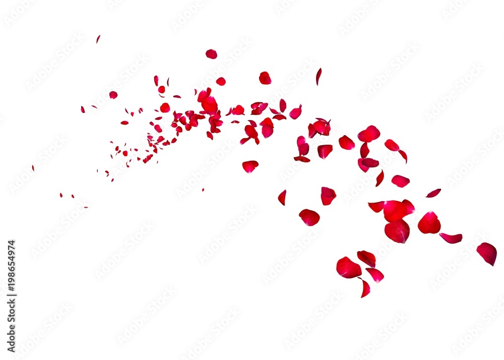 The petals of a dark red rose fly far into the distance