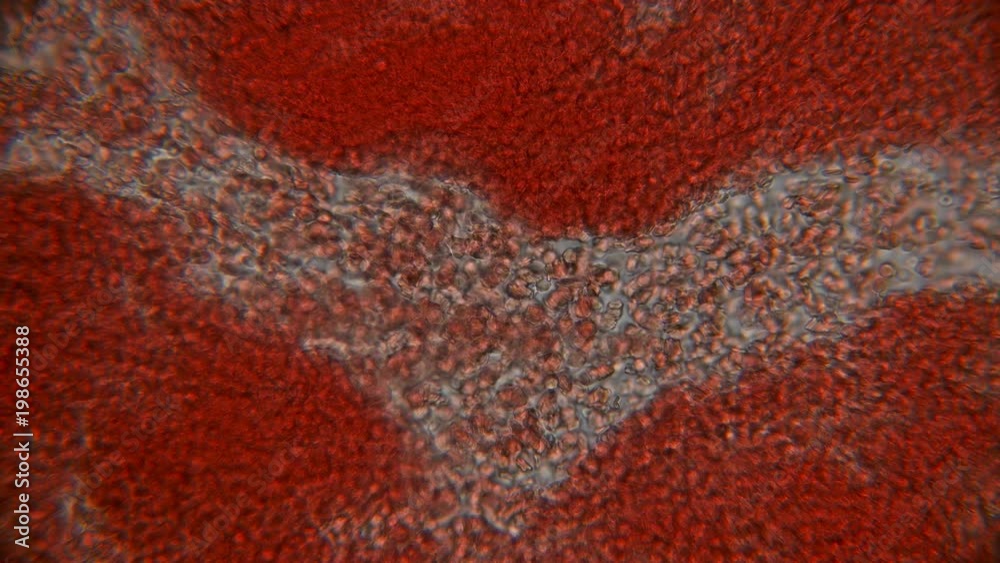movement of blood under the microscope