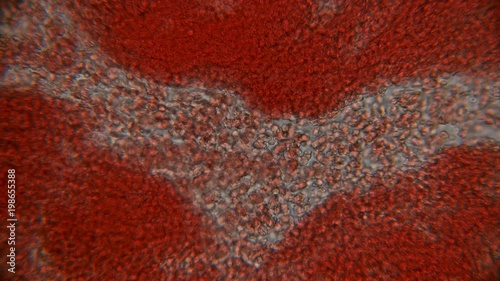 movement of blood under the microscope