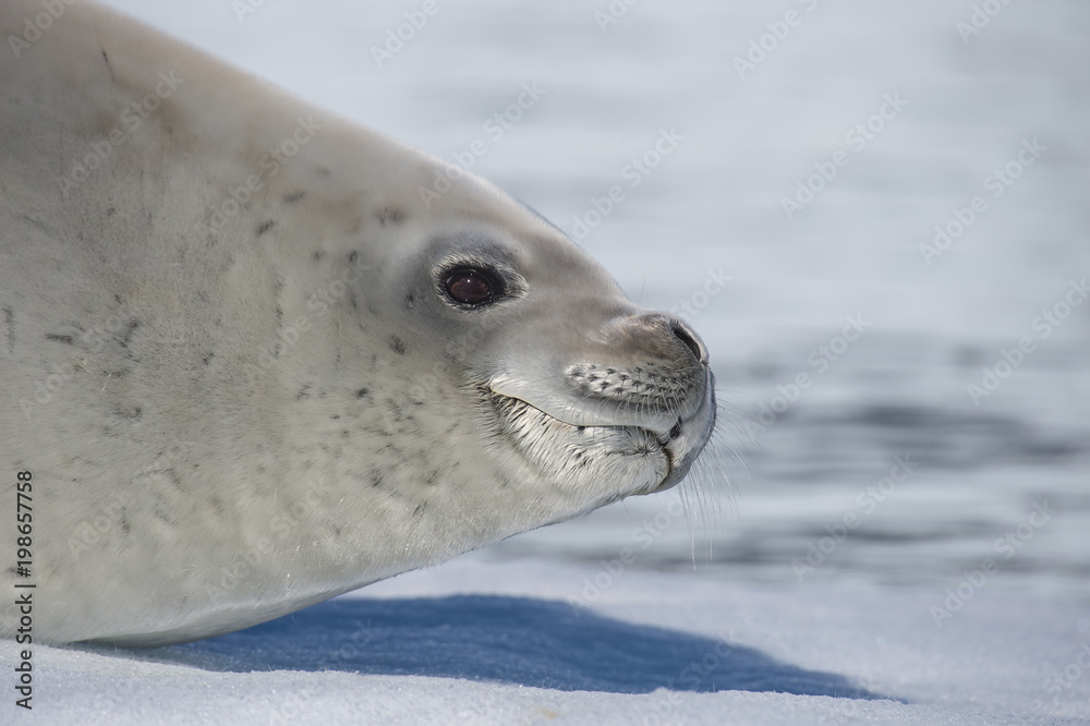 Naklejka premium Crabeater seal on ice flow, Antarktyda