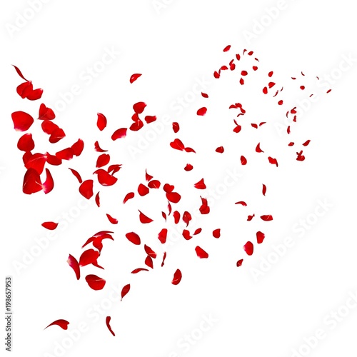Fototapeta Naklejka Na Ścianę i Meble -  The petals of a dark red rose fly far into the distance
