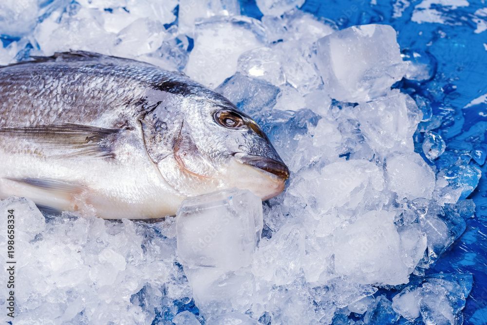 Carcass of Dorado fish on an ice cushion on a blue table close-up