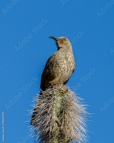 Curve-Billed thrasher perced atop a tall cactus in Arizona's Sonoran desert.  photo