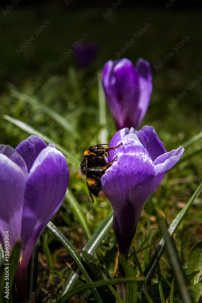 Hummel Hummel