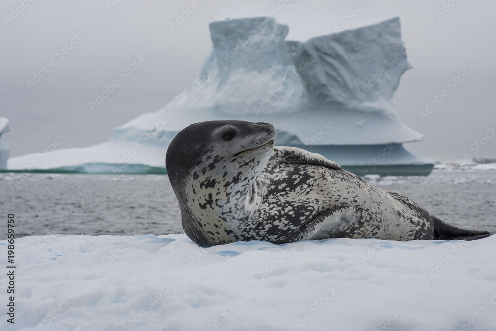 Obraz premium Lampart morski na strumieniu lodu