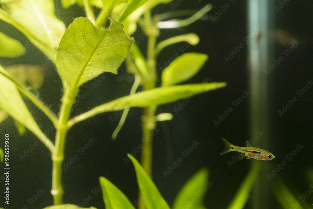 Boraras brigittae - Nano fish below the bottom of the water. Boraras brigittae - Nano fish below the bottom of the water.
