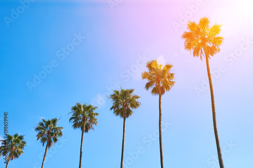 palm trees against the blue sky © mirifadapt