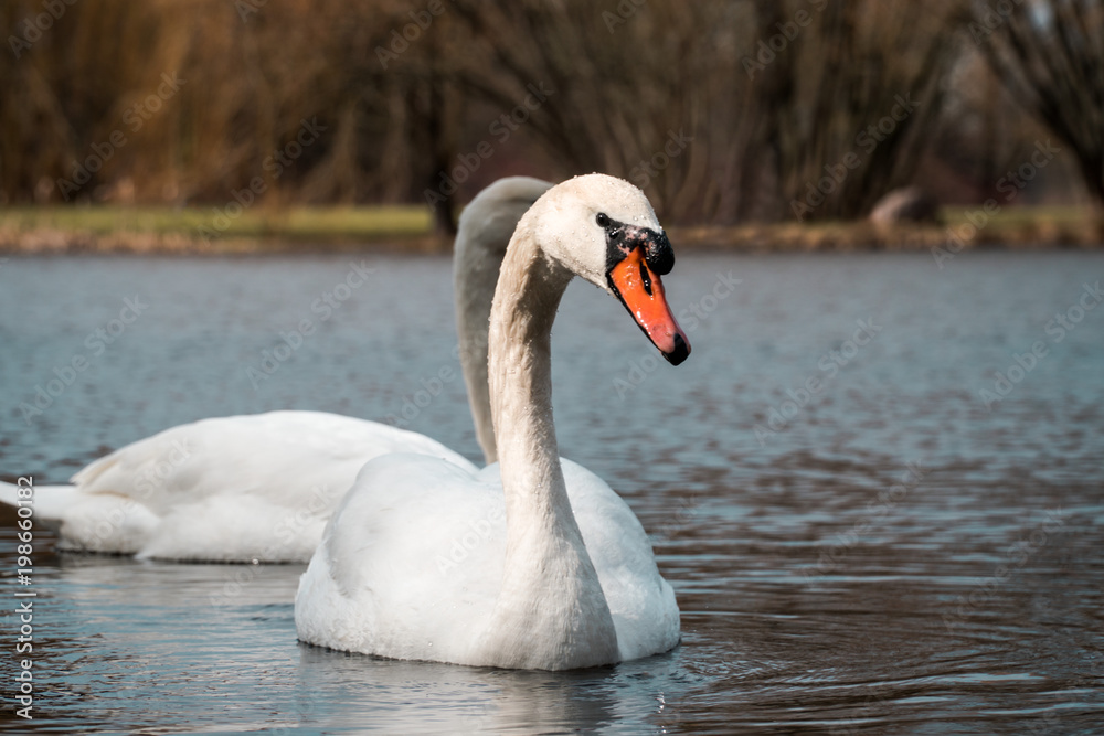 Swan swimming towards camera, second one in background Swan swimming towards camera, second one in background