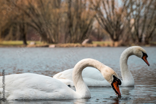 Swan couple swimming on lake in spring