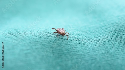 Hard tick lies on its back upside down, turns over, and crawls on on green textile cloth background. Dermacentor.