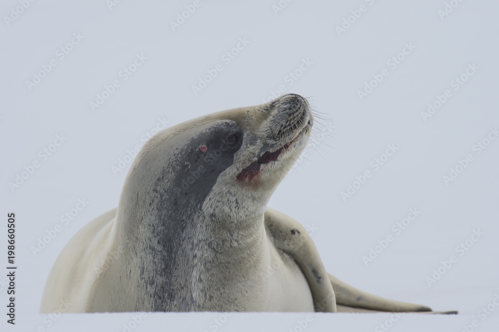 Naklejka premium Crabeater seal on ice flow, Antarktyda