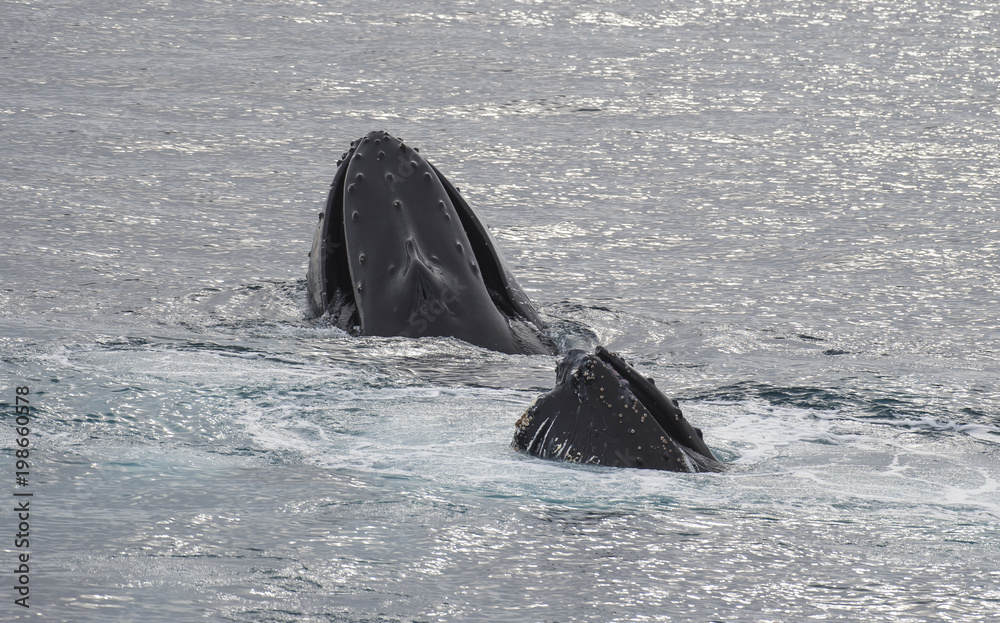 Obraz premium Humpback Whale feeding krill