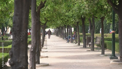 Wallpaper Mural Trees and benches on a park alley Torontodigital.ca