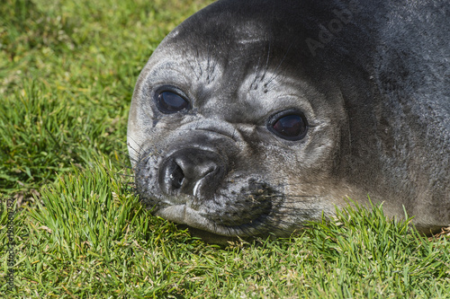 Elephant Seal close up resting