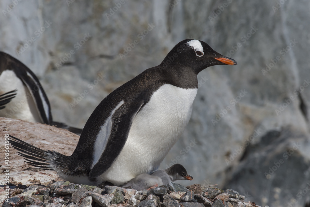 Naklejka premium Gentoo Penguin with chick