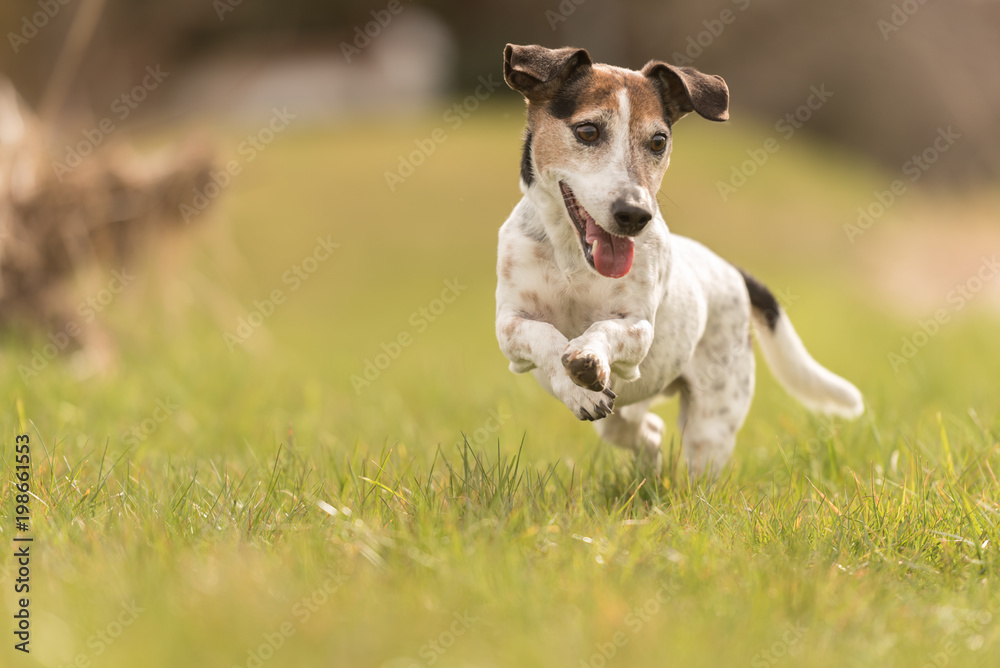 small old dog running across the meadow -fast Jack Russell Terrier 10 years old small old dog running across the meadow -fast Jack Russell Terrier 10 years old