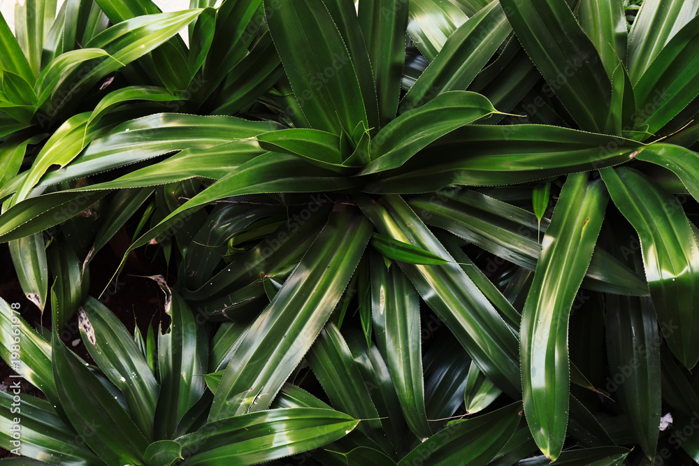 Obraz premium green leaves