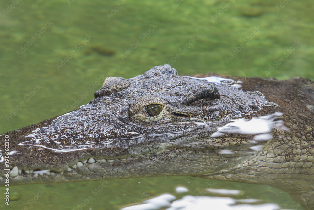 Alligator hunting in the rivers of Africa Alligator hunting in the rivers of Africa