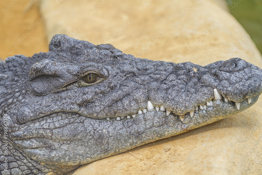 dangerous alligator with closed mouth dangerous alligator with closed mouth