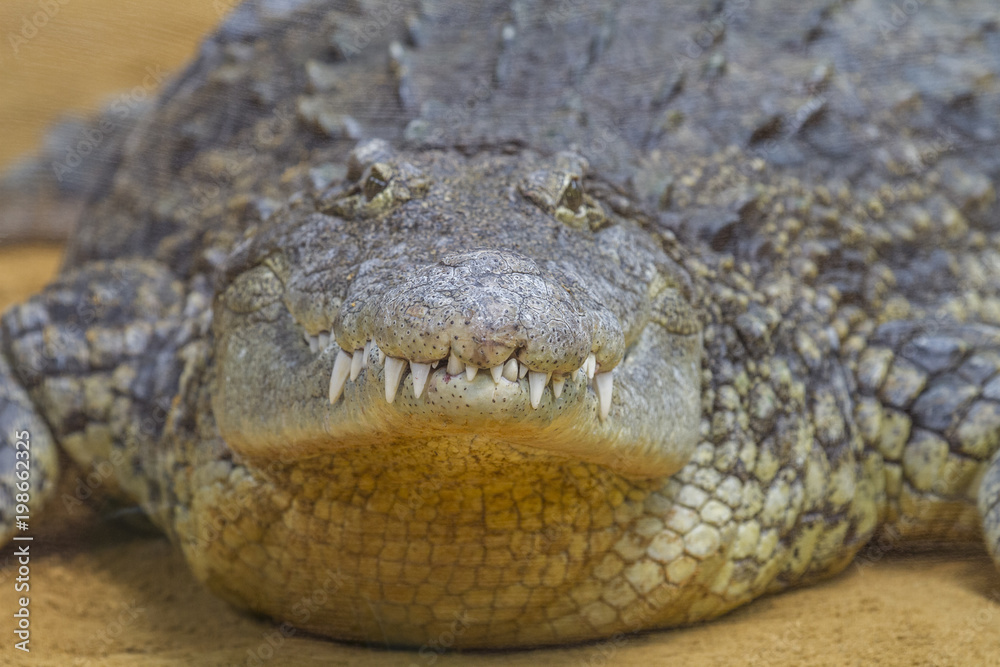 Closeup of a alligator , Crocodiles are large aquatic reptiles that live throughout the tropics in Africa, Asia, the Americas and Australia. Closeup of a alligator , Crocodiles are large aquatic reptiles that live throughout the tropics in Africa, Asia, the Americas and Australia.