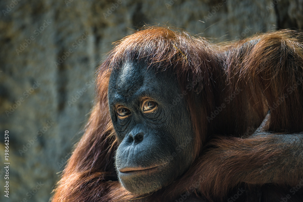 Naklejka premium Portrait of depressed Asian orangutan