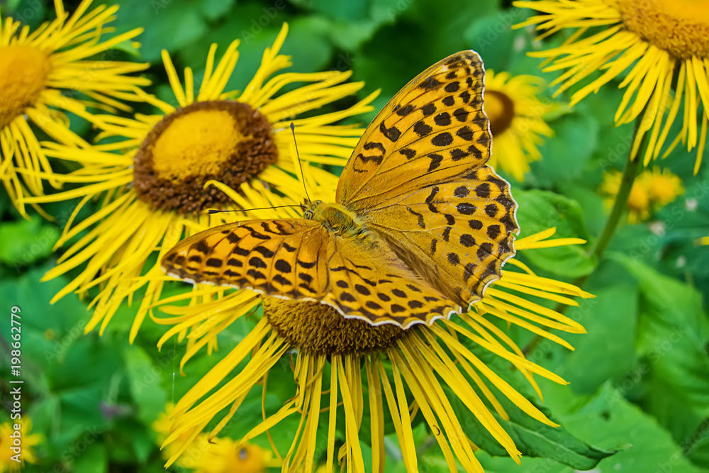 Naklejka premium butterfly on flower