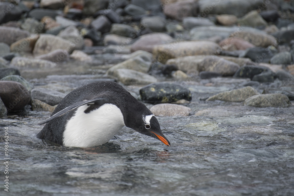 Naklejka premium Gentoo Penguin on the beach
