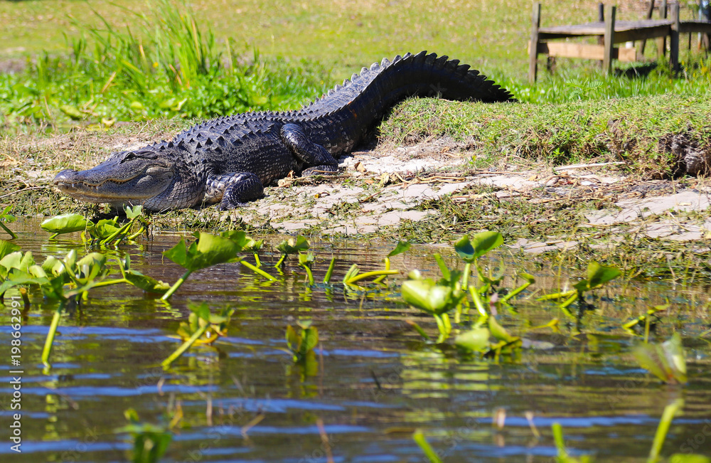 Gator in the wild Gator in the wild