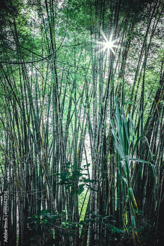 bamboo thickets in Cuba