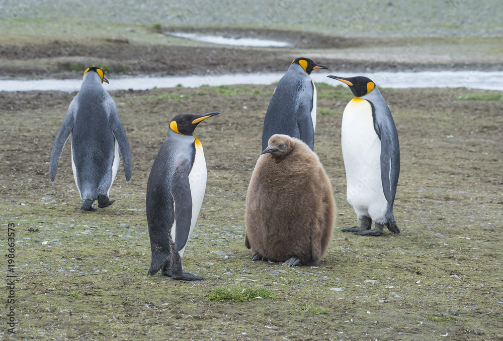 Fototapeta premium King Penguins with chick