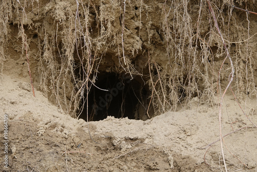 Canvas Print Burrow warren maternity lair den animal's hole in ground for fox or badger