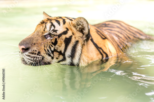 Fototapeta Naklejka Na Ścianę i Meble -  Bengal tiger, an incredible animal of nature. Asia.