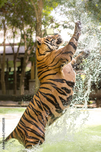 Fototapeta Naklejka Na Ścianę i Meble -  Bengal tiger, an incredible animal of nature. Asia.