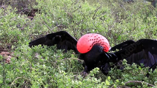 Male Great Frigatebird displaying on Genovesa Island, Galapagos National Park, Ecuador