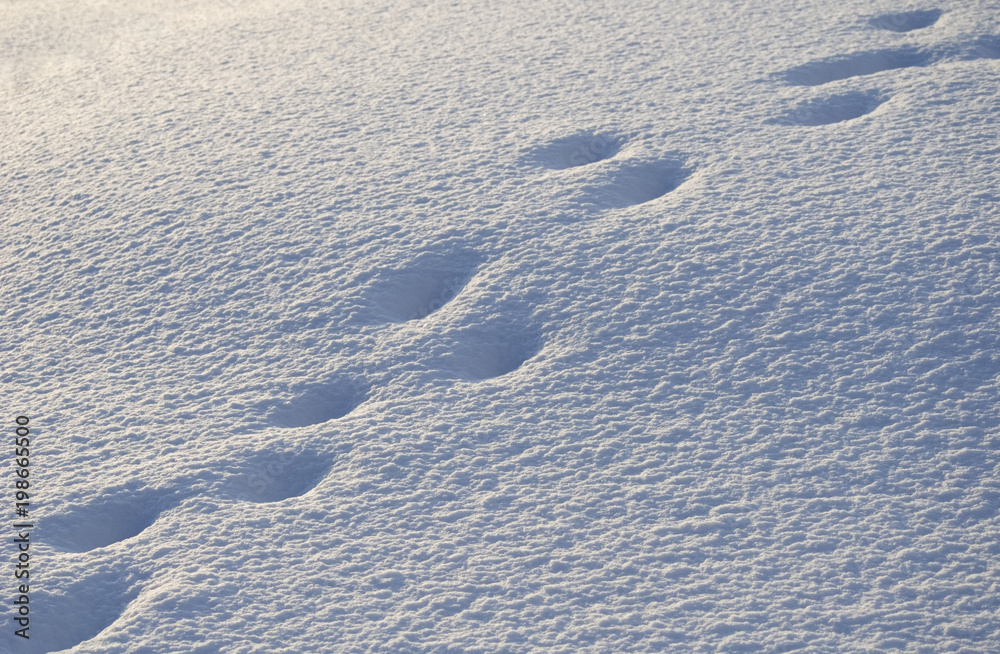 Naklejka premium 雪 夕方 足跡 素材