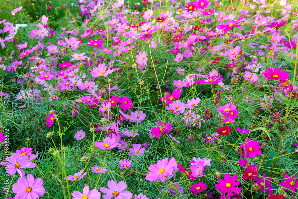 Fototapeta premium colorful cosmos flower or Bipinnatus blooming in the field