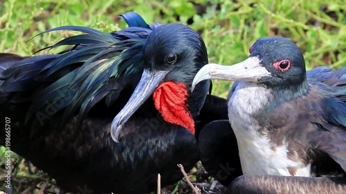 Male and female Great Frigatebirds sitting on a nest, Genovesa Island, Galapagos National Park, Ecuador