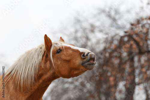 Foto Portrait of a Horse. The horse smiles at the command