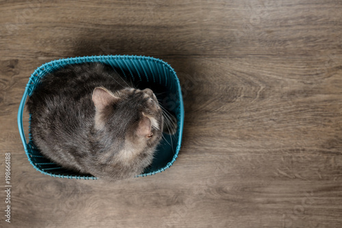 Fototapeta Naklejka Na Ścianę i Meble -  Funny overweight cat sitting in plastic basket at home, top view