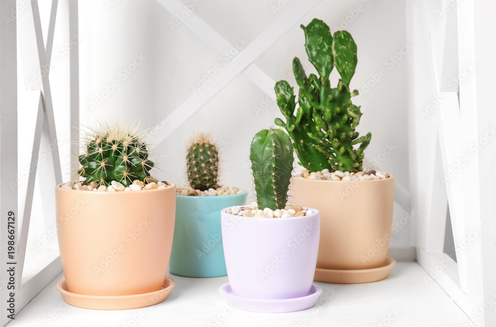 Beautiful cacti on shelf