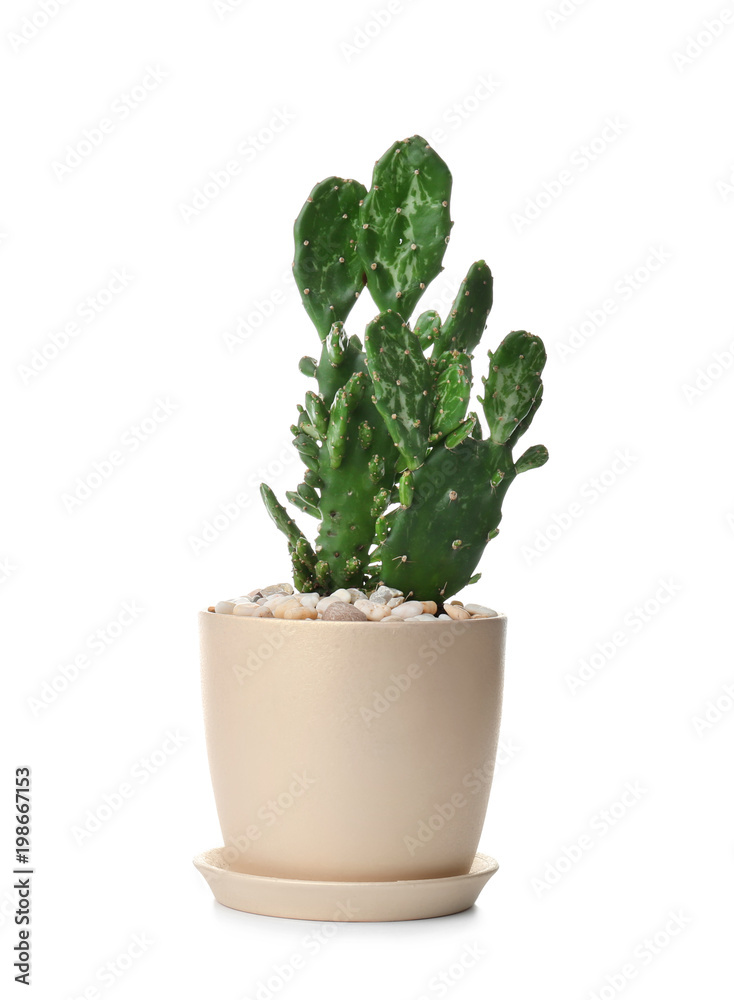 Beautiful cactus on white background