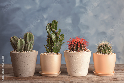 Beautiful cacti on table against color background