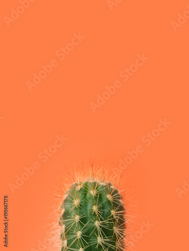 Beautiful cactus on color background